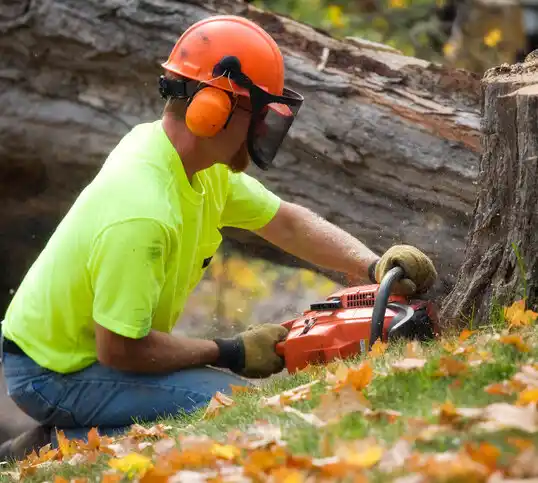 tree services Galeville